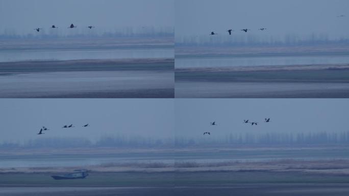 6K鄱阳湖冬季清晨白鹳飞过03