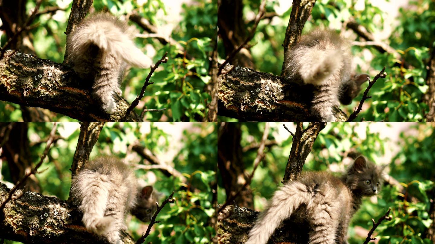 树枝上的小猫猫咪喵喵野外野猫流浪猫