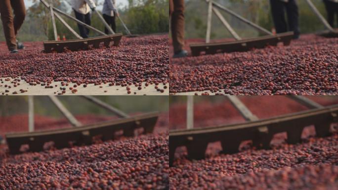 工人晾晒地上的咖啡豆