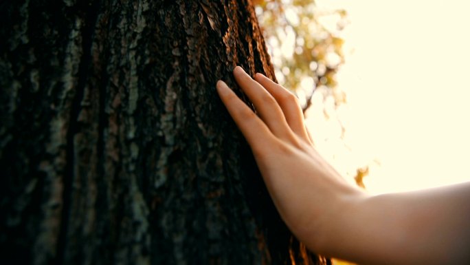 手触摸树的特写触摸森林公园