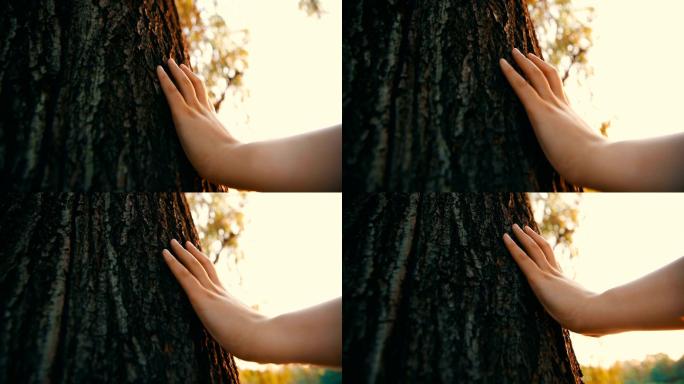 手触摸树的特写触摸森林公园