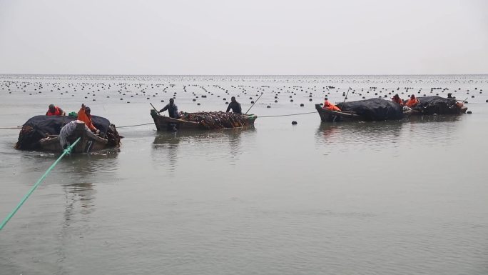 野生海带 实拍海上渔船海带捕捞 渔民