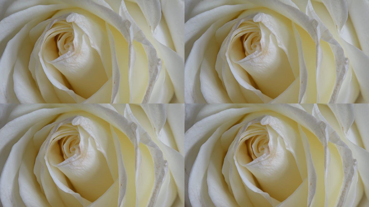 美丽绽放的白玫瑰特写