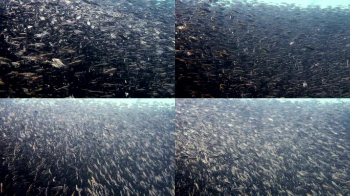 鲑鱼鱼苗在河里的孵化场里