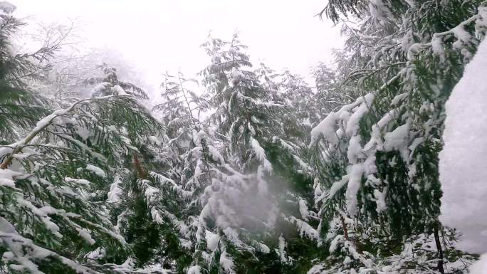 雪景、雪林、雪杉