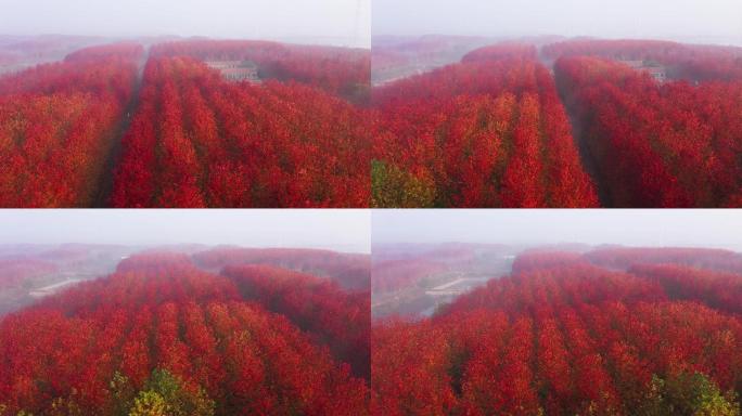 航拍红枫林 浓雾中的枫树林 红枫林平流雾