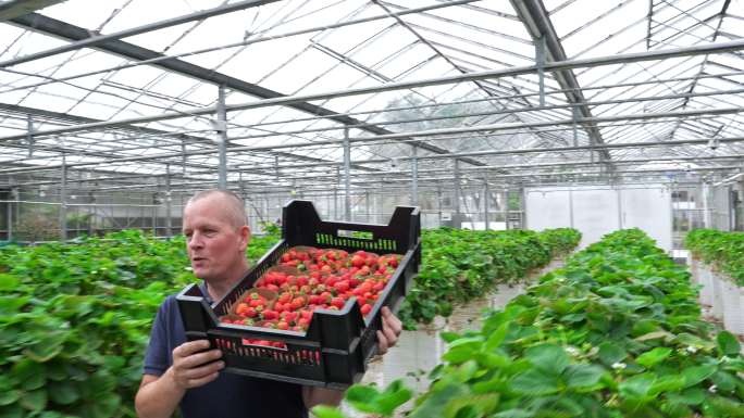 搬运草莓的农民国外外国产地基地产业农业种
