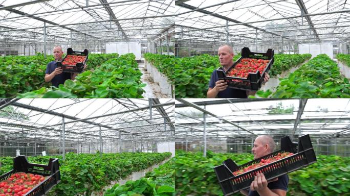 搬运草莓的农民国外外国产地基地产业农业种