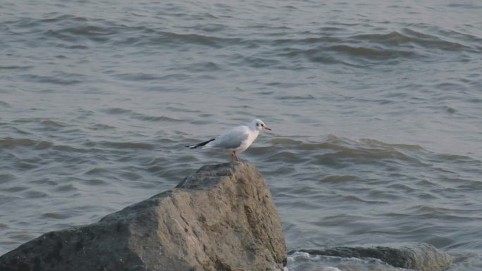 站在礁石上的海鸥，深圳湾海鸥