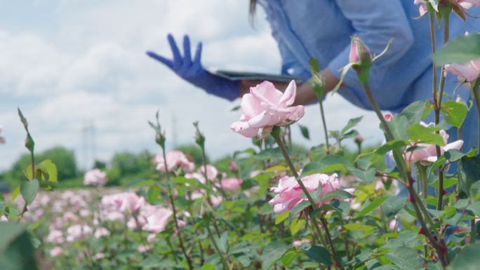 一位农妇正在检查玫瑰园里的新苗