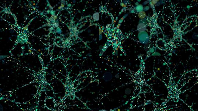 有多个轴突的神经元的细胞核