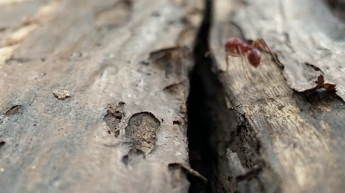 一只红蚂蚁微型微距蚂