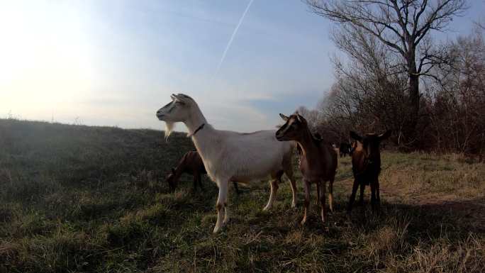 山羊在吃草内蒙古大草原牧场农场奶牛