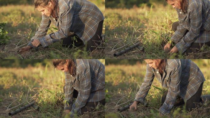 在植树的女人女性除草农活