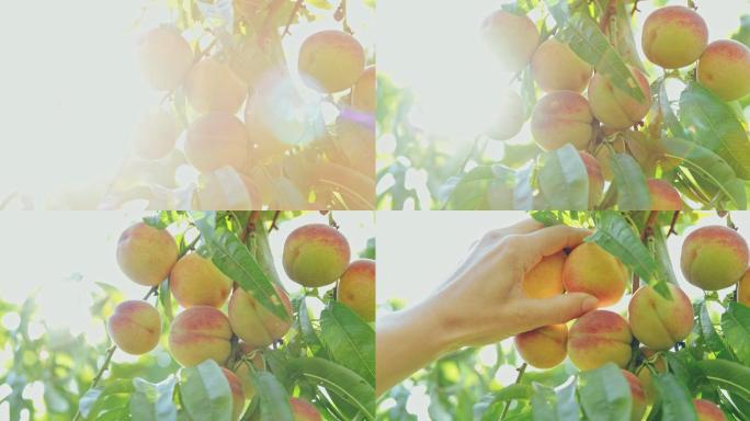 树上的新鲜桃子水蜜桃果树果实果农采摘