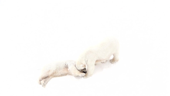 北极熊幼崽正在和妈妈玩耍