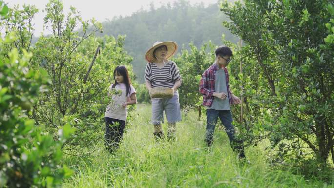 从花园农场采摘石灰葫芦