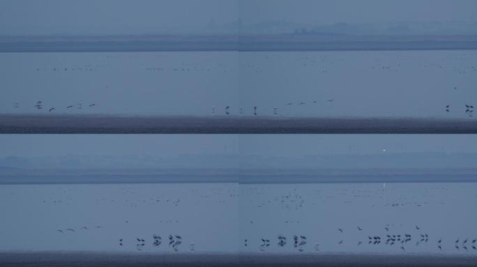6K鄱阳湖冬季清晨大雁飞过01
