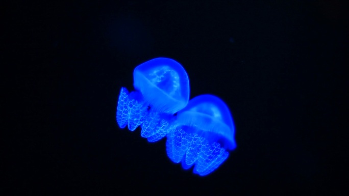 游泳的小水母幽蓝深海游弋游动自发光