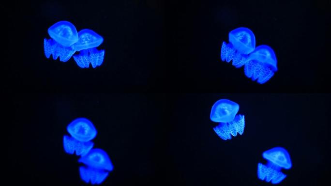 游泳的小水母幽蓝深海游弋游动自发光