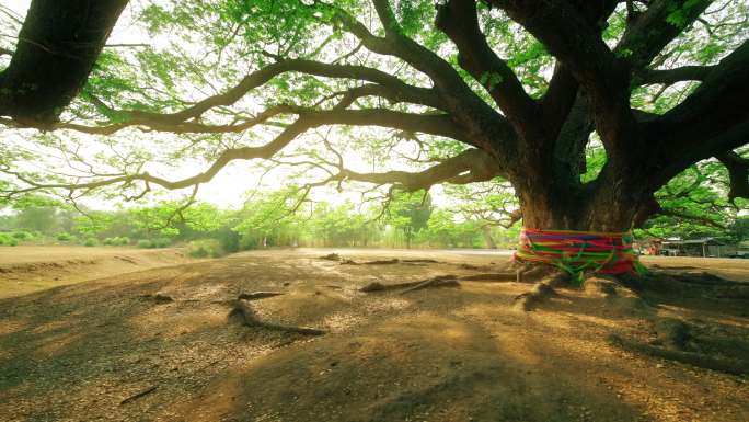 公园的大树百年老树生命之树参天树枝