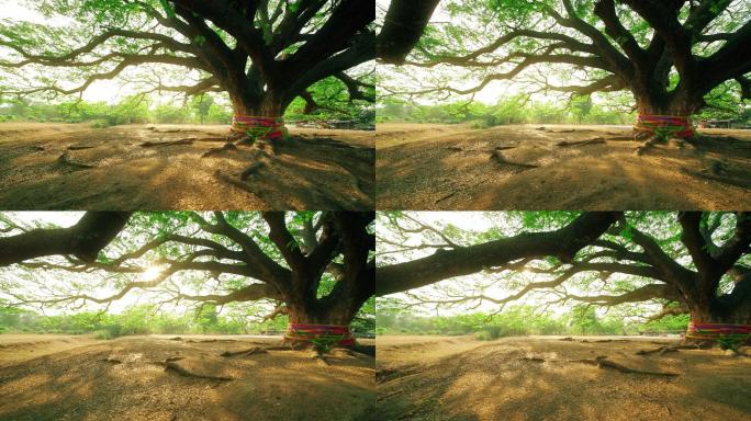 公园的大树百年老树生命之树参天树枝