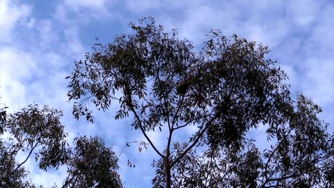 桉树上的澳大利亚树袋熊