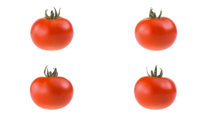 新鲜番茄动画红色水果食材成熟果实农产品