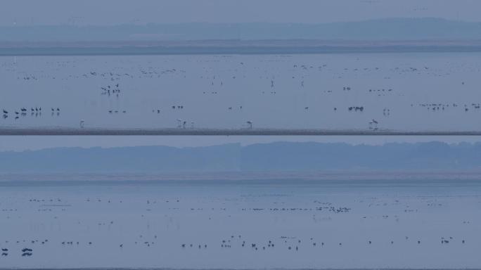 6K鄱阳湖冬季清晨大量候鸟04