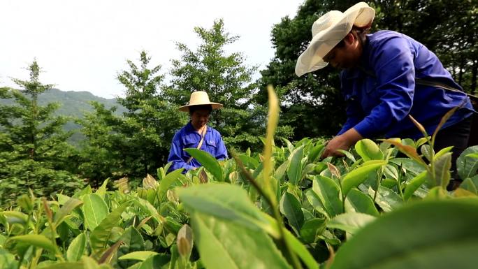 茶农摘茶