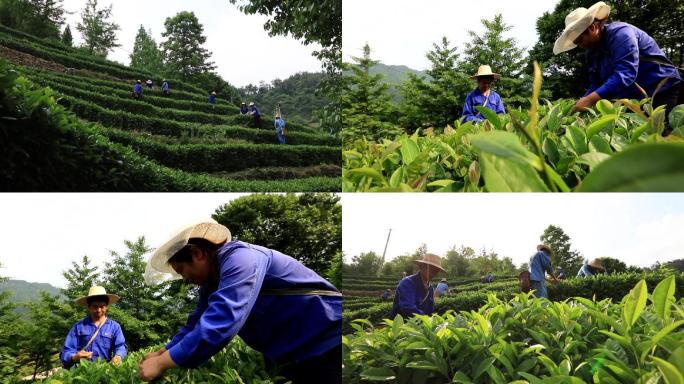 茶农摘茶