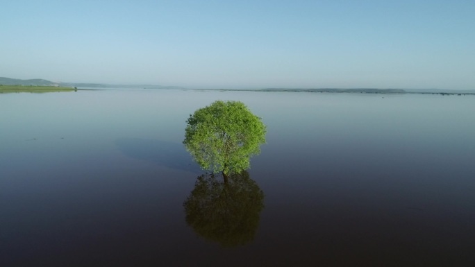 水中的一棵树