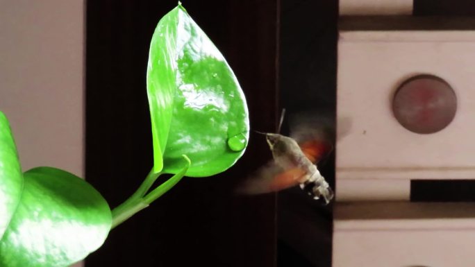 蜂鸟蛾飞到室内吸食叶子上的蜜露