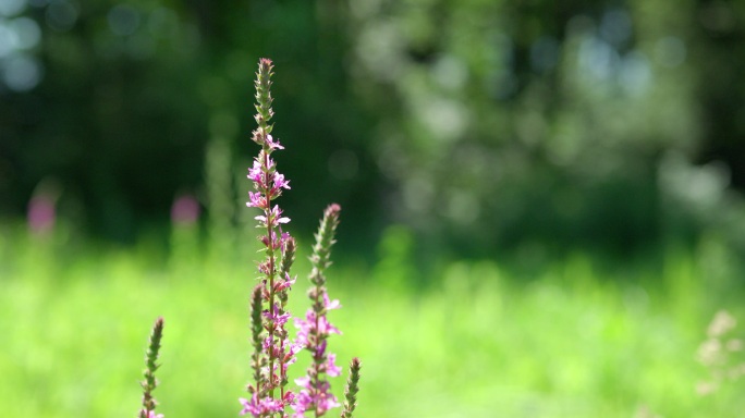 漂亮野花 蜜蜂与花