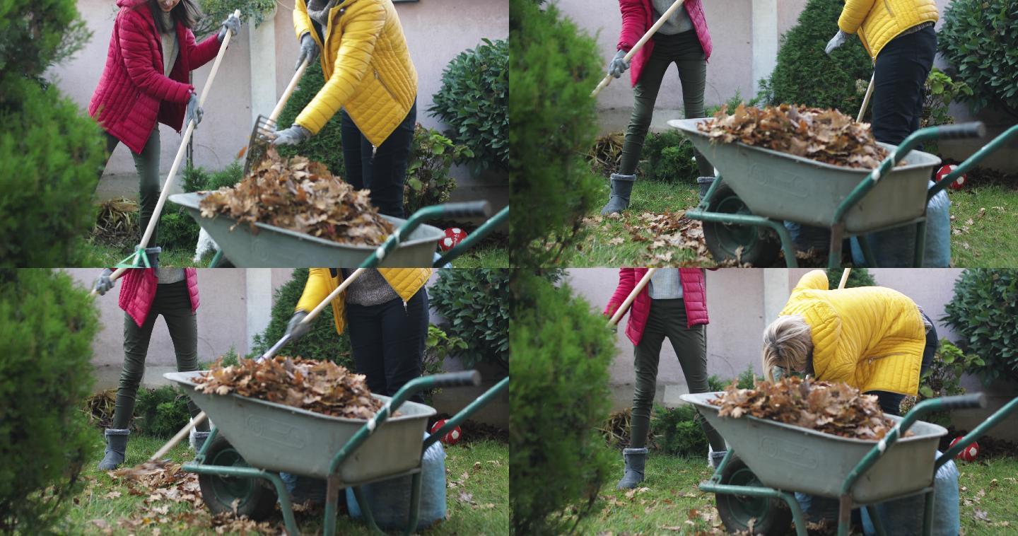 收集秋叶进行堆肥清理树叶打扫后院落叶
