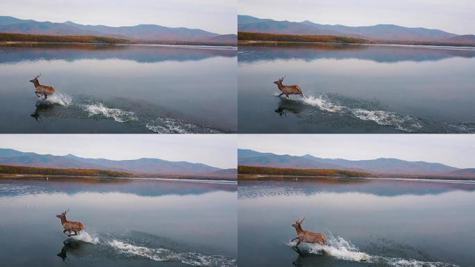 秋天，在野外，马鹿沿着平滑的水面奔跑
