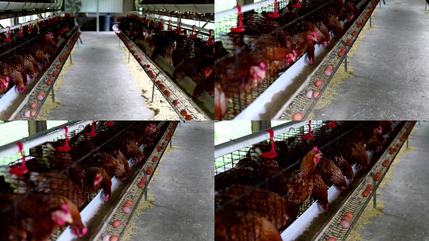 鸡在农场里下蛋。规模化养鸡场
