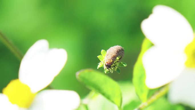 野生蜜蜂野外蜜蜂采蜜小花