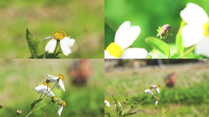 野生蜜蜂野外蜜蜂采蜜小花