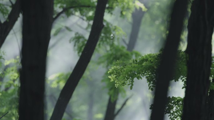 农业温室大棚现代智慧有机蔬菜科学种植灌溉