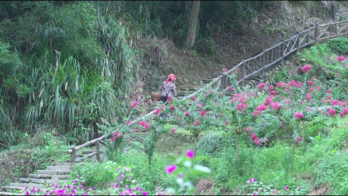 乡村老人爬台阶背背篓特写走路再现A013