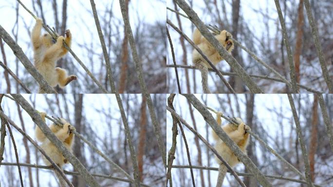 4K生态素材：川金丝猴一家雪中树林里嬉戏
