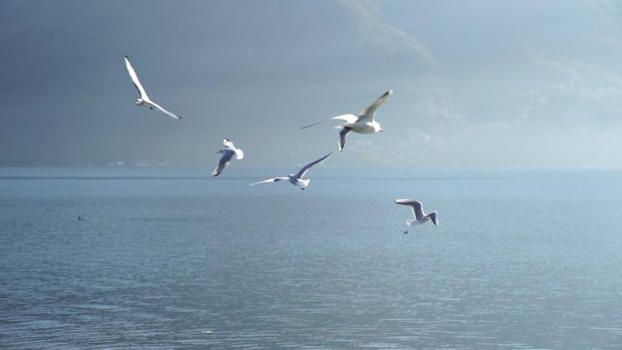 海鸥在有山的湖边飞翔的特写镜头