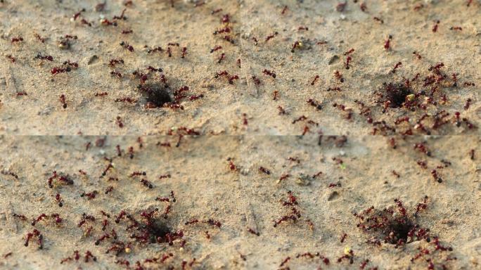 蚂蚁地巢群居团队活动食物