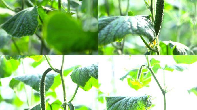 农业温室大棚现代智慧有机黄瓜蔬菜种植灌溉