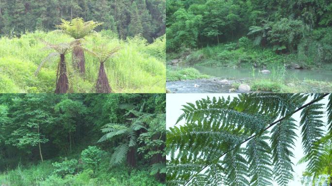 山谷森林溪流桫椤树丛叶风景空镜A023