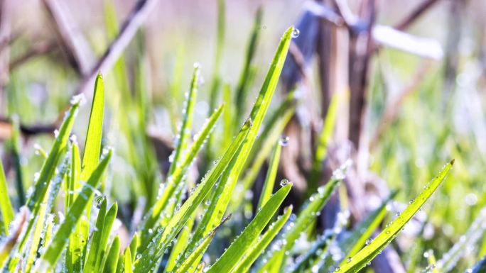 草地冰雪融化万物复苏