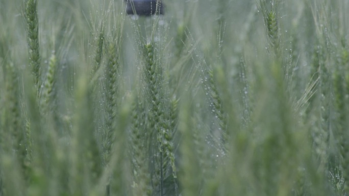 科学农业种植小麦