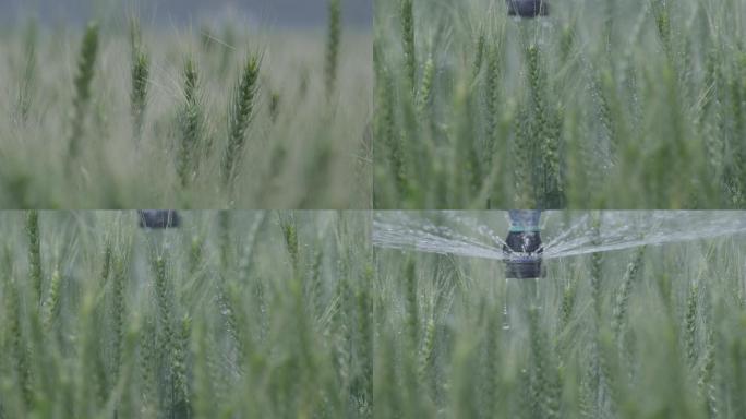 科学农业种植小麦