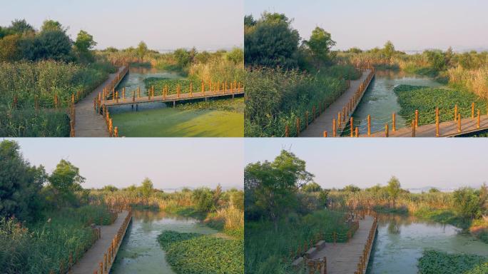 夏天的晋宁南滇池国家湿地公园